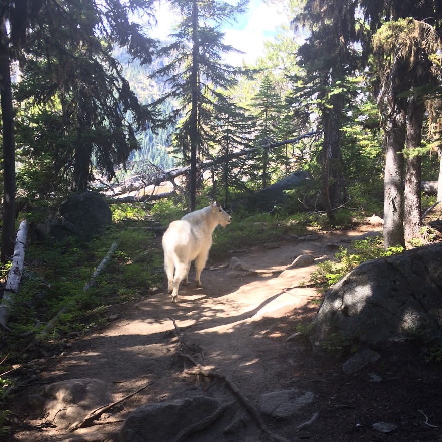 Weekly Lists: Five marvelous mountain goat facts